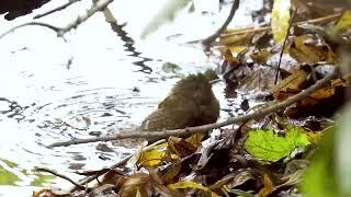 Northern Wren | Волове очко