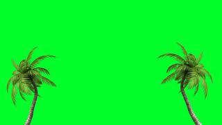Green Screen Palm Tree #greenscreen #palmtrees #palmtreegreenscreen