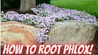 3 AMAZING Ways to Propagate Phlox in your Garden | How to Root Phlox