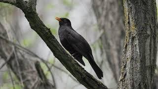 Песня черного дрозда (Common blackbird, Turdus merula)