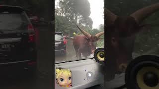 banteng mengamuk atau kontrol jalan⁉️ #shorts