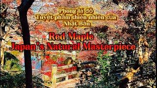 Phong lá đỏ- tuyệt phẩm thiên nhiên của Nhật Bản