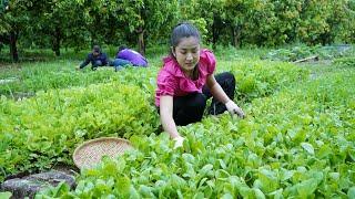 Country chefs: Harvest Bok choy for cooking - Delcious healthy food cooking