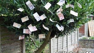 How to Grow Money on Trees