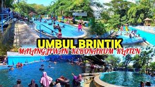 UMBUL BRINTIK KEBONARUM KLATEN‼️UMBUL TERAPI DI KLATEN