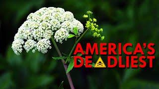 The Deadliest Plant In North America