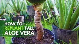 How To Replant Tall Aloe vera