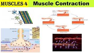 Muscles 4 | Mechanism of Muscle Contraction | Sliding filament theory | Neuro muscular junction