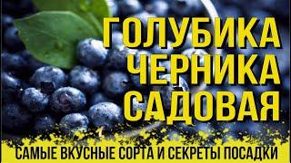 ГОЛУБИКА. ЧЕРНИКА САДОВАЯ. Самые вкусные сорта и секрет посадки! ТАЙНОКОД на скидку в Агромаркет