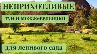 ХВОЙНЫЕ РАСТЕНИЯ ДЛЯ ЛЕНИВОГО САДА. ТУИ и МОЖЖЕВЕЛЬНИКИ. THUJA and JUNIPER TREES.