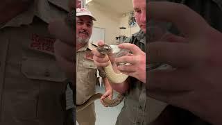 Venomous Snake Getting Milked! 