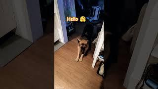 Shiva greeting me ‍ #dog #dogshorts #germanshepherd #funny #pet