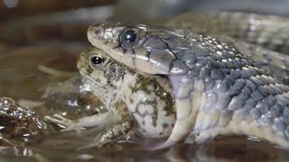 «Сюрприз» для змей и крокодилов: Тростниковая жаба – самая ядовитая в мире!