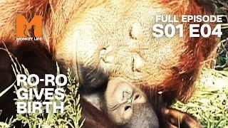 Ro-Ro Gives Birth | Season 1 Episode 4 | Full Episode | Monkey Life