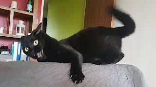 FUNNY CATS make you will remember and LAUGH all day! Funny Cats Videos 2024