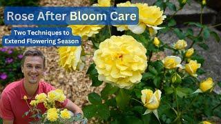 ROSE AFTER BLOOM CARE - Correctly Deadhead & Summer Pruning
