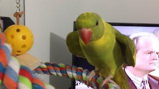 7 month old baby parrot making cute noises and playing 