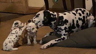 Dalmatian puppies exploring