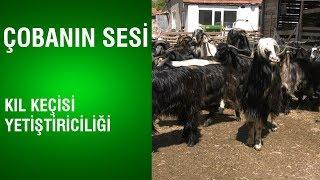 Çobanın Sesi - Kıl Keçisi Yetiştiriciliği / Bozüyük