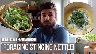 Foraging Stinging Nettle and Making Nettle-Cheese Soup