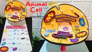 Animal Cell Model | Science 3D Project Model For Students | Animal cell project | animal cell 3D