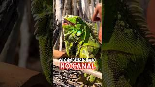 Iguana aqui no quintal  #iguana #lagarto #camaleão #animals #anime #nature