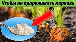 Теперь МОРКОВЬ можно НЕ ПРОРЕЖИВАТЬ Интересный и ПРОСТОЙ способ посадки моркови В ОТКРЫТЫЙ ГРУНТ