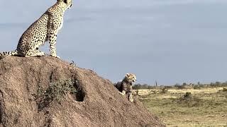 Cheetah Cub calling for brother