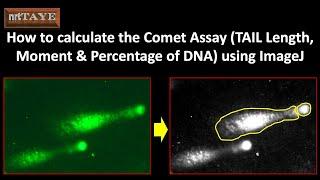 How to calculate the Comet Assay TAIL Length, Tail Moment and Percentage of DNA using ImageJ