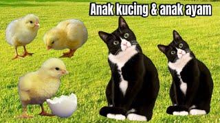 Kucing Meong Meong ‼️ Kucing Hitam Dan Anak Ayam