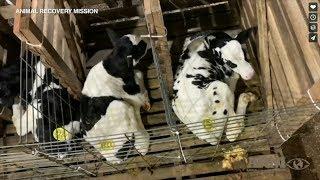 Indiana dairy farm animal abuse allegations, video spark investigation