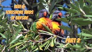 Fascinating Birds in Australia (Bayside, Melbourne, Port Phillip Bay), Video # 2 with MESAC