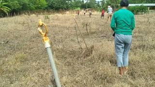 Cara Tanam Jagung Tradisonal, Anak Muda Bereliku(Kotafoun)