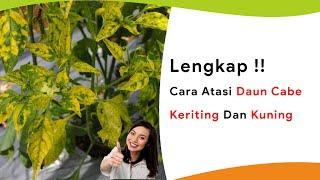 Cara Lengkap! Mengatasi Daun Keriting dan Kuning Tanaman Cabe