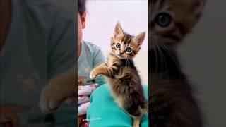 Baby aur cat ki masti ne sabka dil jeet liya #shorts #short #viralvideo #viralshorts #youtubeshorts