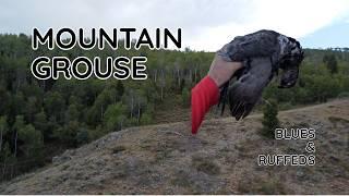 RUFFED & BLUE Grouse Hunting in UTAH!