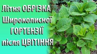 Догляд за ГОРТЕНЗІЄЮ в Літку. Обрізка Широколистої Гортензії Після Цвітіння #садівництво #гортензія