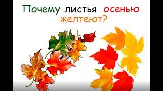 Почему осенью желтеют листья?