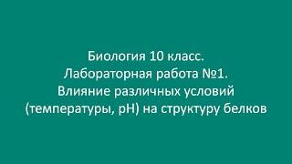 Биология 10 класс. Лаб. работа №1. Влияние различных условий (температуры, pH) на структуру белков