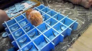 Double layer hamster maze with Chewey