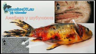 Амебиаз у золотых рыбок (amebiasis in gold fish)