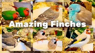 Finch Aviary (major goldfinch, gouldian finch, longtailed, owl finches and softbills)