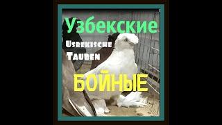 Узбекские бойные голуби. Uzbek Pigeons.