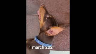 Day 1  to 10 month Growth of American  Doberman puppy  | #shorts  #youtubeshorts #americandoberman