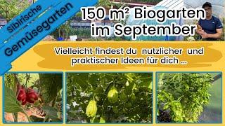 150 m² Biogarten im September. Weintrauben, Tomaten, Chayoten, Gurken, Basilikum alles noch da.