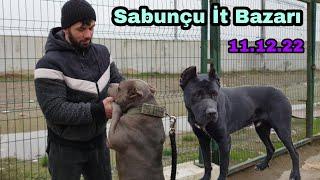 Sabuncu İt Bazarı 11 Dekabr 2022 #elixezer #sabuncubazari #sabuncuitbazari #canecorso