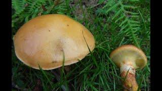 Identifying the Larch Bolete, Suillus grevillei, Grevilles bolete