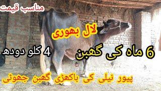 پیور نیلی کی 6 ماہ کی گھبن جھوٹی بھوری sale(03095071591) in pakistan on YouTube 30/1/2025