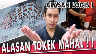 Alasan Tokek Mahal Miliaran?!