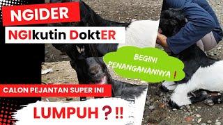 LUMPUHGangguan PencernaanKondisi PE Calon Super Jumbo Ini Ga bisa berdiri INI Cara Mengatasinya